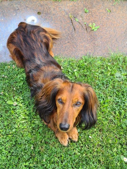 dekreu teckel, Dieren en Toebehoren, Honden | Teckels en Dashonden, Reu, Langhaar, Standaard, Particulier, Eén hond, Nederland