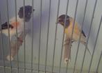 Te koop koppel Harlekijnen, Dieren en Toebehoren, Vogels | Kanaries, Meerdere dieren, Postuurkanarie