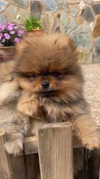 Pomeriaan pups!, Dieren en Toebehoren, Rabiës (hondsdolheid), Overige rassen, 8 tot 15 weken, Meerdere