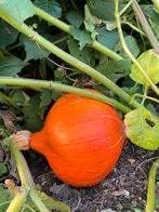 Biologische Hokkaido Red Kuri pompoen zaden, Tuin en Terras, Ophalen of Verzenden, Gehele jaar, Volle zon, Zaad