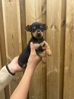 Chihuahua, Dieren en Toebehoren, HCC (leverziekte), 8 tot 15 weken, Teef, Eén hond