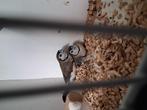 Mooi koppeltje bichenows, Dieren en Toebehoren, Vogels | Overige Vogels, Meerdere dieren