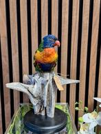 Opgezette lori van de blauwe bergen, Ophalen of Verzenden, Nieuw, Vogel, Opgezet dier