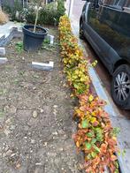 Beukenhaag 20 stuks - 5 meter, Ophalen, Beukenhaag, Haag, Minder dan 100 cm