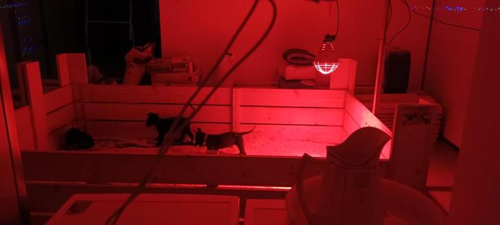 Grote werpkist tekoop, Dieren en Toebehoren, Hondenhokken, Ophalen of Verzenden