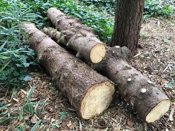 haardhout, dennenhout beschikbaar voor biedingen