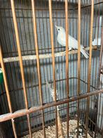 Satinet zanglijsterpop, Mannelijk, Geringd