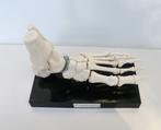 medisch anatomisch model voet, Antiek en Kunst, Ophalen of Verzenden