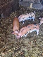 Luxe biggen pietrain x duroc, Dieren en Toebehoren, Schapen, Geiten en Varkens, Meerdere dieren, Varken, 0 tot 2 jaar