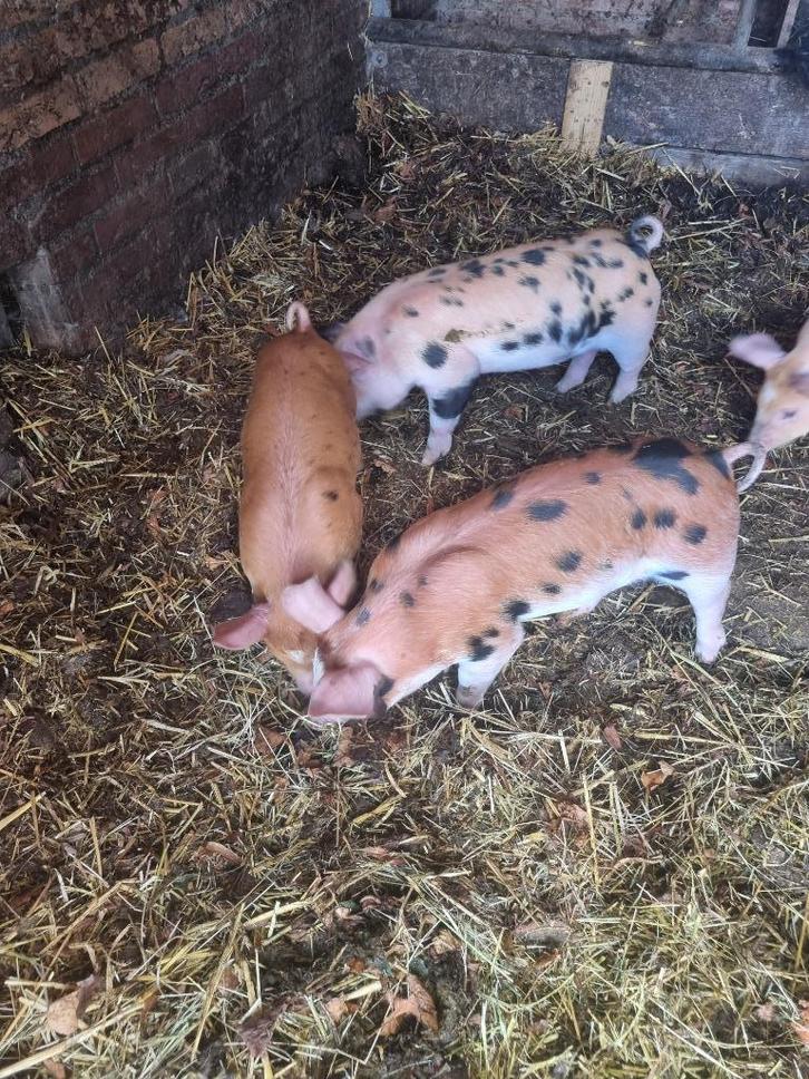 Luxe biggen pietrain x duroc, Dieren en Toebehoren, Schapen, Geiten en Varkens, Varken, Meerdere dieren, 0 tot 2 jaar