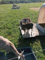 Toggenburger Geit met twee geiten lammen, Dieren en Toebehoren, Schapen, Geiten en Varkens, Vrouwelijk, Geit