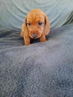 Dwerg ruwhaar pups, 8 tot 15 weken, Dwerg, CDV (hondenziekte), Meerdere