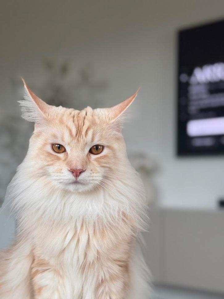 Lieve mainecoon, Dieren en Toebehoren, Katten en Kittens | Raskatten | Langhaar, Kater