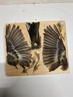 Hele mooie ringen van vogels, en een preparaat van een vink, Verzenden, Zo goed als nieuw, Vogel, Overige typen