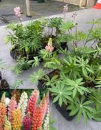 Lupine - Minarette | Vaste Tuinplant | Div. kleuren, Vaste plant, Halfschaduw, Zomer, Ophalen
