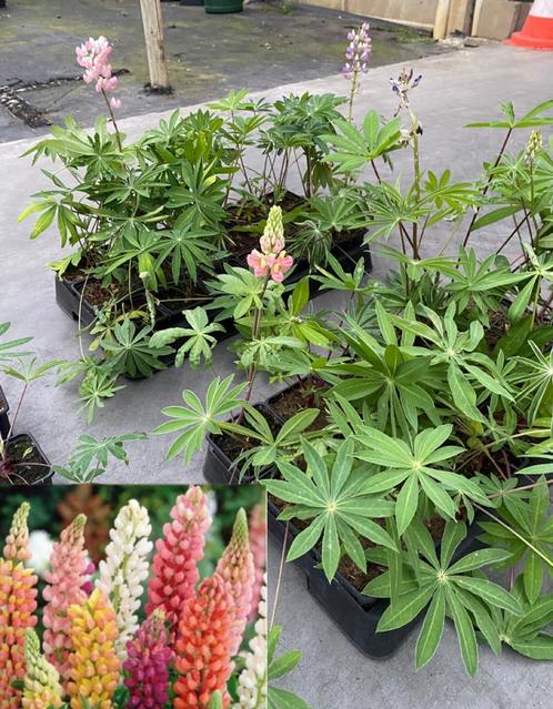 Lupine - Minarette | Vaste Tuinplant | Div. kleuren, Tuin en Terras, Planten | Tuinplanten, Vaste plant, Overige soorten, Halfschaduw