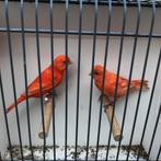 Kanaries in div kleuren zie foto’s, Dieren en Toebehoren, Meerdere dieren, Kleurkanarie