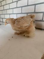 Grote jonge buff cochin kuikens 9 stuks, Dieren en Toebehoren, Pluimvee, Geslacht onbekend, Kip