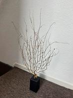 Gouden zeewaaier op voet, Ophalen of Verzenden, Zo goed als nieuw