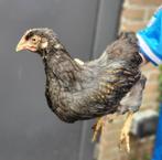 Barnevelder kuiken haantjes gratis!, Dieren en Toebehoren, Pluimvee, Mannelijk, Kip