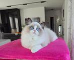 Ragdoll, Dieren en Toebehoren, Katten en Kittens | Raskatten | Langhaar, Poes, Gechipt, 0 tot 2 jaar