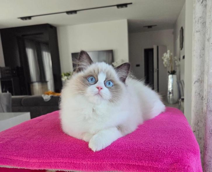 Ragdoll, Dieren en Toebehoren, Katten en Kittens | Raskatten | Langhaar, Poes, 0 tot 2 jaar, Met stamboom, Gechipt, Ontwormd, Ingeënt