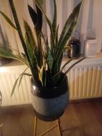 Mooie kamerplant Sanseveria incl. stenen pot, Ophalen, Halfschaduw, Minder dan 100 cm