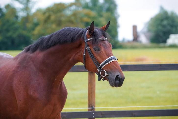 Goede 3 jarige dressuurruin!, Dieren en Toebehoren, Paarden, Ruin, Onbeleerd, 160 tot 165 cm, 3 tot 6 jaar, Dressuurpaard, Met stamboom