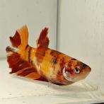 Betta splendens vrouw 02, Dieren en Toebehoren, Vis