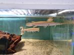 Albino Florida Gar, Lepisosteus Platyrhincus Albino, Dieren en Toebehoren, Vissen | Aquariumvissen, Vis, Zoetwatervis