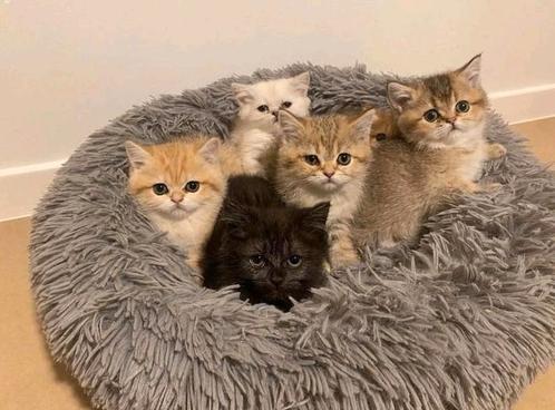 Prachtige britse korthaar kittens met stamboom, Dieren en Toebehoren, Katten en Kittens | Raskatten | Korthaar, Met stamboom, Gechipt