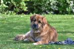 Gezocht Leonberger Dekreu, Rabiës (hondsdolheid), 1 tot 2 jaar, Teef, Eén hond