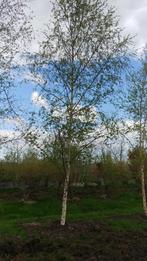 Volwassen grote witte berk, berkenboom 6 meter, € 595,00, Tuin en Terras, Planten | Bomen, Ophalen, Lente, Bolboom, 400 cm of meer