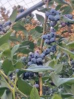 Biologische blauwe bessen te koop, Tuin en Terras, Ophalen of Verzenden, Minder dan 100 cm, Overige soorten, Lente