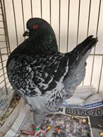 King duiven, Dieren en Toebehoren, Vogels | Duiven, Meerdere dieren, Overige soorten