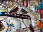 5 kanarie's te koop, kunnen ook los., Dieren en Toebehoren, Vogels | Kanaries, Meerdere dieren, Kleurkanarie