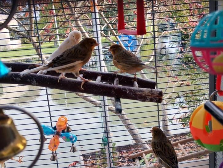 5 kanarie's te koop, kunnen ook los., Dieren en Toebehoren, Vogels | Kanaries, Kleurkanarie, Meerdere dieren