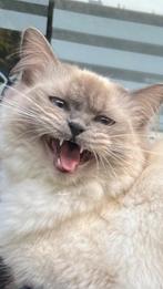 Ragdoll poes, Dieren en Toebehoren, Katten en Kittens | Raskatten | Langhaar, Poes