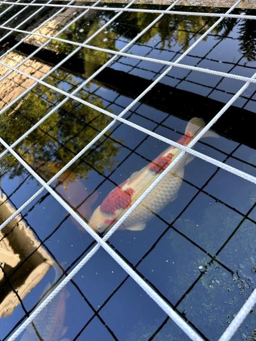 7x Japanse Koi 35-70cm – Kujaku, Asagi, Chagoi, Shiro Utsuri, Dieren en Toebehoren, Vissen | Vijvervissen, Karper of Koi