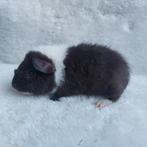 Us teddy beer, Dieren en Toebehoren, Mei, Mannelijk, Cavia