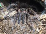 Theraphosa apophysis met terrarium, Dieren en Toebehoren, Bijen