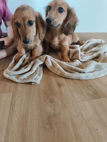 Prachtige teckel pups  beschikbaar voor biedingen