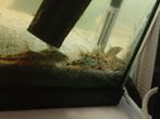 Kweekgroep corydora paleatus, Dieren en Toebehoren, Vissen | Aquariumvissen, Vis