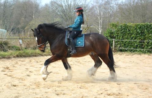 Unieke 7 jarige shire ruin, Dieren en Toebehoren, Paarden, Ruin, L, 175 cm of meer, 7 tot 10 jaar, Recreatiepaard, Met stamboom
