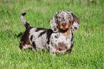 Teckel pups te koop, Rabiës (hondsdolheid), 15 weken tot 1 jaar, Dwerg, Meerdere