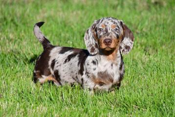 Teckel pups te koop beschikbaar voor biedingen