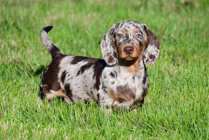 Teckel pups te koop, Dieren en Toebehoren, Honden | Teckels en Dashonden, Meerdere dieren, Korthaar, Dwerg, Fokker | Professioneel