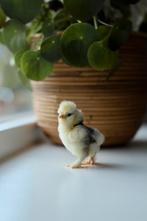 🐣 Eendagskuikens 🐣 van onse USA zijdehoenders, Dieren en Toebehoren, Pluimvee, Geslacht onbekend, Kip