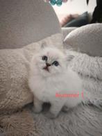 Kittens, Dieren en Toebehoren, Katten en Kittens | Raskatten | Langhaar