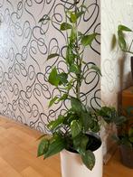 Drakenplant 2 meter, Ophalen of Verzenden, Overige soorten